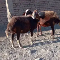 میش ابستن داشتی