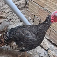 فروش بوقلمون