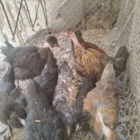 جوجه گردن لخت