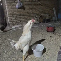 خروس سفید|پرنده|زاوه, |دیوار