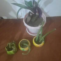 گل های اپارتمانی|گل و گیاه طبیعی|اهر, |دیوار