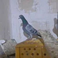 سلام دوتا پلاکی خوب بپر زرنگ