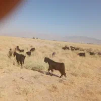 فروش  ۵۰ بز