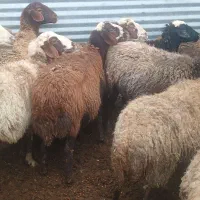 گوسفند میش فشندی بره دار و آبستن