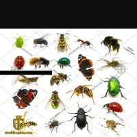 سمپاشی تضمینی خانه مغازه