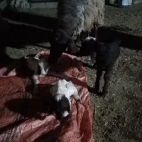 شیشک همو و هترو زیگوت آبستن|حیوانات مزرعه|ایلام, |دیوار