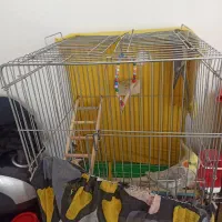 2عدد عروس هلندی نروماده سالم نرسخنگو