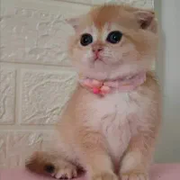 بریتیش و اسکاتیش گلد کیفیت A+