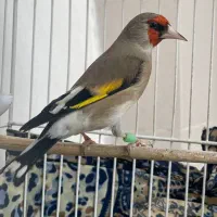 سهره دورگ|پرنده|تهران, مشیریه|دیوار