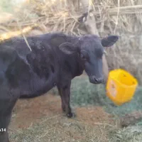 گستر هلشتان وگوساله چرسه|حیوانات مزرعه|فهرج, |دیوار