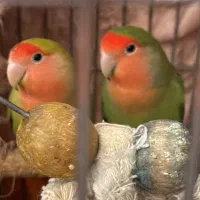 طوطی برزیلی