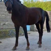 اسب نر نژاد عرب خیلی چالاک
