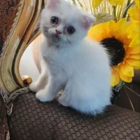 گربه|گربه|تهران, تهرانسر شرقی|دیوار