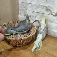 عروس هلندی نرمه خور