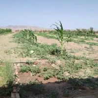 فروش یا مشارکت در ساخت مرغداری در منطقه آزاد ماکو|فروش دفتر صنعتی، کشاورزی، تجاری|قره قوین, |دیوار