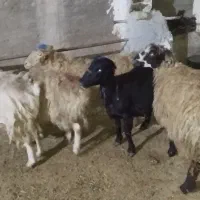 گوسفند داشتی