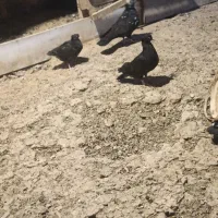 کبوتر رایگان|حیوانات|ارومیه, |دیوار