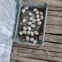تخم مرغ گلین نطفه دار اصیل