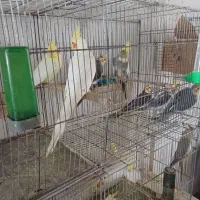 عروس هلندی جوجه وبالغ|پرنده|رشت, شهرک صبا|دیوار