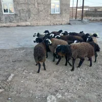 بره نر ماده دشتی|حیوانات مزرعه|دوتپه, |دیوار