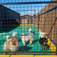 سگ پانسیون و آموزش سگ