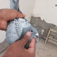 کفتر جواب داده