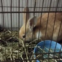 خرگوش سالم سرحال|موش و خرگوش|دورود, |دیوار