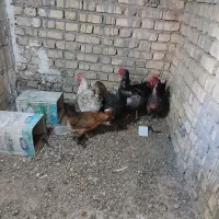 مرغ بومی تخمگذار|حیوانات مزرعه|لنجان, |دیوار