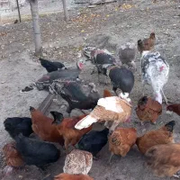 بوقلمون طبیعی