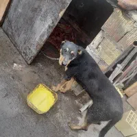 واگذاری سگ دوبرمن