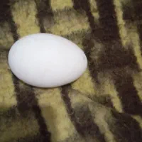 خودکار|حیوانات مزرعه|زابل, |دیوار