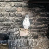 کبوترتهرانی