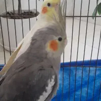 عروس هلندی جفت نرچهار ماهه ویکی هم ماده