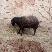 میش ابستن|حیوانات مزرعه|ماهان, |دیوار