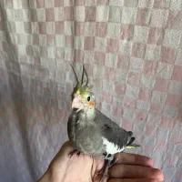 جوجه سرلاکی طوطی عروس هلندی|پرنده|آمل, |دیوار