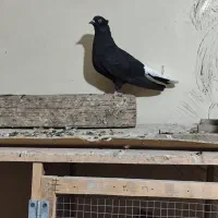 نرماده دمپاک|پرنده|شوشتر, |دیوار