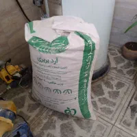 عروس هلندی لوتینو جفت|پرنده|گنبد کاووس, |دیوار