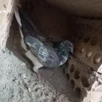 کبوتر