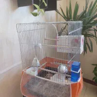 عروس هلندی البینو