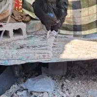 مرغ و خروس محلی