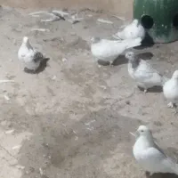 کبوتر فروشی|پرنده|محمدشهر, شهرک پیام (مهرالبرز)|دیوار