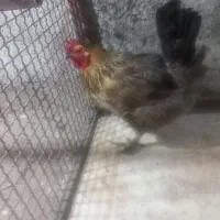 مرغ تخم گذار