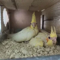 جوجه عروس هلندی