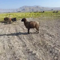 میش داشتی در بیضا|حیوانات مزرعه|بانش, |دیوار