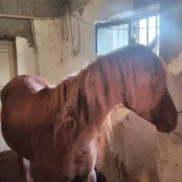 اسب مادیان کرد|اسب و تجهیزات اسب‌سواری|نهاوند, |دیوار