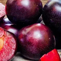 پیشفروش نهال آلو آرژانتینی خونی
