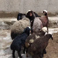 ۴ تا میش با ۴ بره جمعا ۱۱۶ میلیون تومان