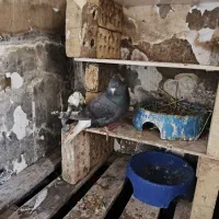 کبوتر|خزنده|اهواز, اسماعیلیه|دیوار