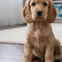 توله کوکر اسپانیل وارداتی گلد با قیمت اسنثنایی|سگ|چهارباغ, |دیوار