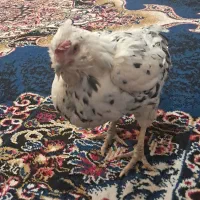 مرغ خروس و جوجه گلین برهما|حیوانات مزرعه|سیرجان, |دیوار